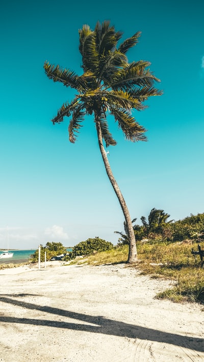棕榈树在沙滩岸边白天
